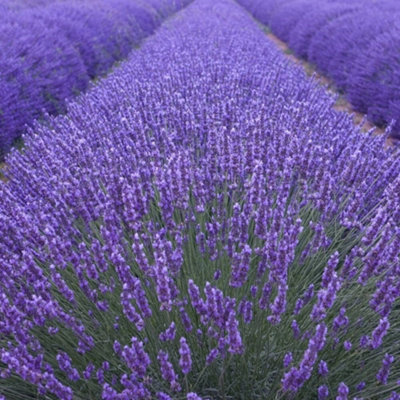 Plant Theory Munstead Lavender Outdoor Shrub Plant Lavandula Angustifolia 5L Pot from B&Q