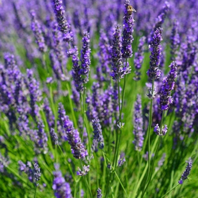 Plant Theory Dutch Group Lavender Outdoor Shrub Plant Lavandula X Intermedia 2L Pot from B&Q