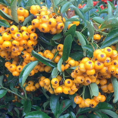 B&Q -  Saphyr Jaune Firethorn Shrub Plant Pyracantha 10L Pot 80Cm100Cm Trellis