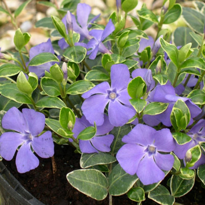 Primrose Vinca Minor Ralph Shugert Lesser Periwinkle 9Cm Pot Shrub Plant
