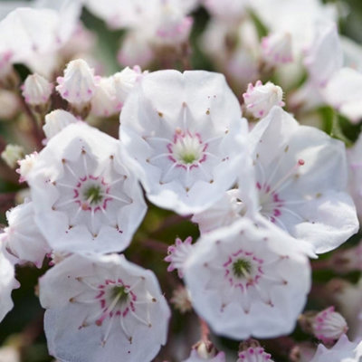 Plant Theory Elf Mountain Laurel Shrub Plant Kalmia Latifolia F. Myrtifolia 3L Pot from B&Q