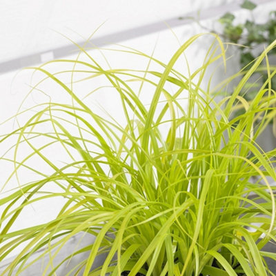 Primrose Carex Oshimensis Everillo Sedge 9Cm Pot Grass Plant from B&Q