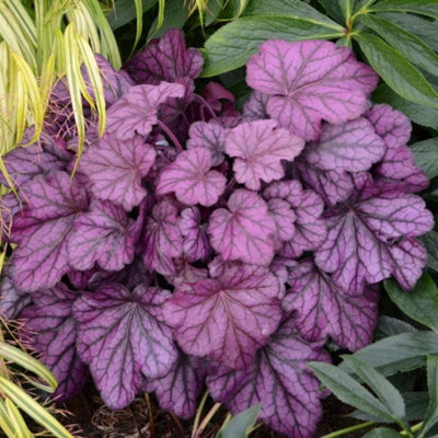 Primrose Heuchera Wild Rose Coral Bells 9Cm Pot Perennial Plant from B&Q