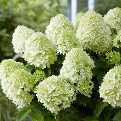 Plant Theory Little Spooky Outdoor Shrub Plant Hydrangea Paniculata Flowers 2L Pot from B&Q