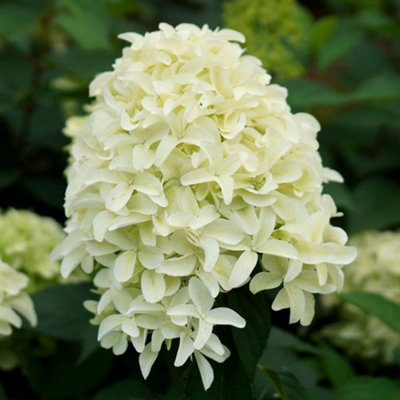 B&Q -  Skyfall Outdoor Shrub Plant Hydrangea Paniculata Flowering Garden Plants 2L Pot