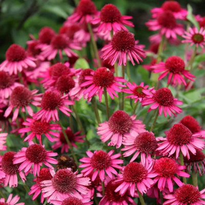 Primrose Echinacea Delicious Candy Coneflower 9Cm Pot Perennial Plant from B&Q
