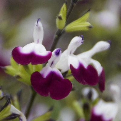 Plant Theory Amethyst Lips Salvia Sage Perennials Flowering Plants Salvia 2L Pot from B&Q