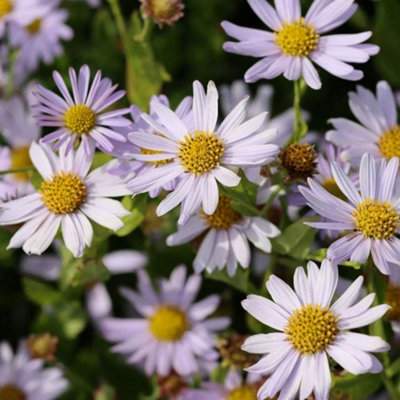 Primrose Kalimeris Incisa Blue Star Japanese Aster 9Cm Pot Perennial Plant from B&Q
