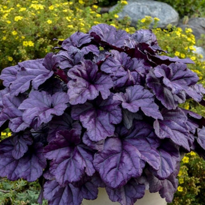 Primrose Coral Heuchera Wildberry Bells Pot Perennial Plant 9Cm