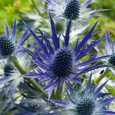 Primrose Eryngium X Zabelii Big Blue Sea Holly 9Cm Pot Perennial Plant from B&Q