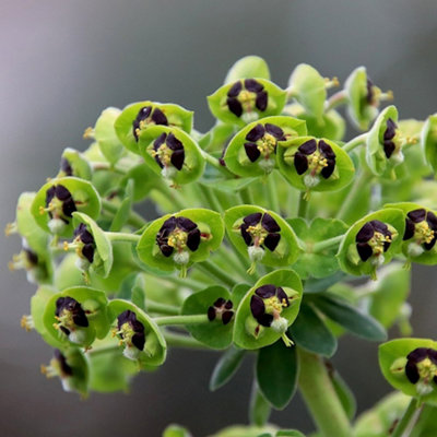 B&Q -  Euphorbia Characias Black Pearl Spurge 9Cm Pot Perennial Plant