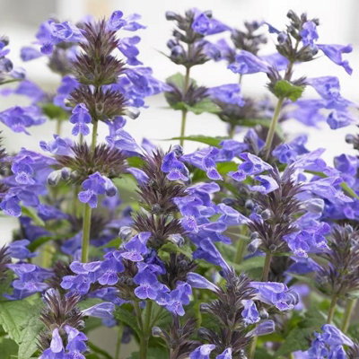 Primrose Nepeta Grandiflora Summer Magic 9Cm Pot Perennial Plant from B&Q