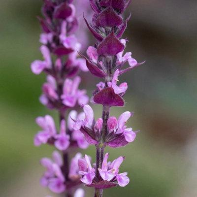 Primrose Salvia Nemorosa Caradonna Pink Inspiration Balkan Clary 9Cm Pot Perennial Plant from B&Q