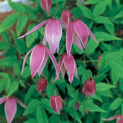B&Q -  Clematis Constance Purple Flowering Vine Climbing Plant 60Cm Cane 3L Pot