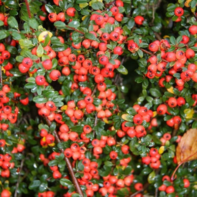 Plant Theory Coral Beauty Cotoneaster Shrub Plant Cotoneaster X Suecicus 2L Pot from B&Q