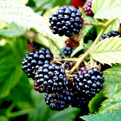 Plant Theory Blackberry Merton Thornless Fruit Bush Rubus Fruiting Berry Shrub Plant 3L Pot from B&Q