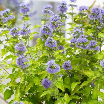 Plant Theory Hint Of Gold Bluebeard Shrub Plant Caryopteris X Clandonensis 2L Pot from B&Q