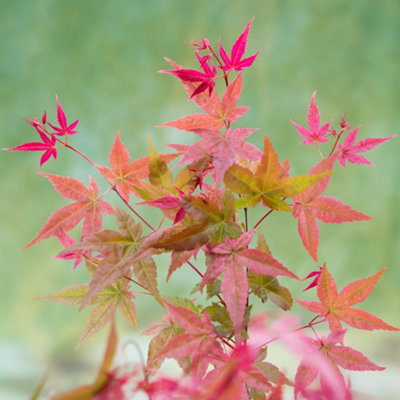 Plant Theory Beni-Maiko Japanese Maple Shrub Plant Acer Palmatum 3L Pot Grafted from B&Q