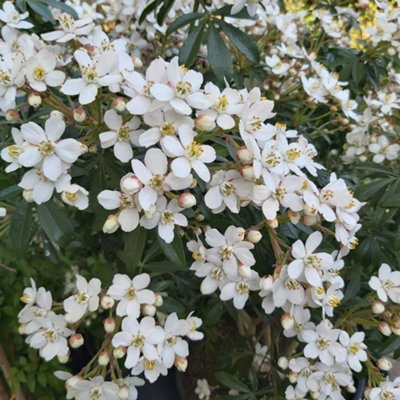 Plant Theory Greenfingers Mexican Orange Blossom Outdoor Shrub Plant Choisya 2L Pot from B&Q