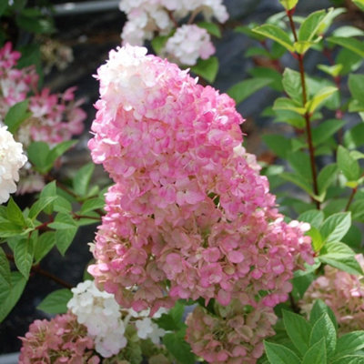 B&Q -  Sundae Fraise Outdoor Shrub Plant Hydrangea Paniculata Flowers 2L Pot