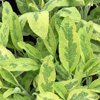 Primrose Sage Icterina Herb Plant Salvia Officinalis Icterina 9Cm Pot from B&Q