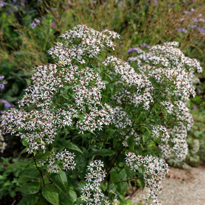 Primrose Aster Di Icatus Eurybia Di Icata 9Cm Pot Perennial Plant from B&Q