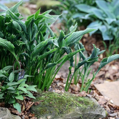 Primrose Hosta Praying Hands Plantain Lily 9Cm Pot Perennial Plant from B&Q
