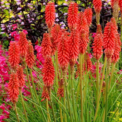 Primrose Kniphofia Redhot Popsicle Red Hot Poker 9Cm Pot Perennial Plant from B&Q