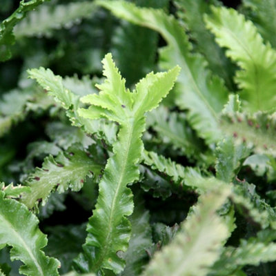 Primrose Asplenium Scolopendrium Cristata Crested Harts Tongue 9Cm Pot from B&Q