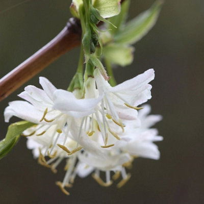 Plant Theory Winter Beauty Winter Honeysuckle Shrub Plant Lonicera X Purpusii Pot 10L