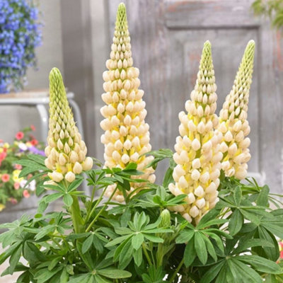 Primrose Lupinus Cashmere Cream West Country Lupin 9Cm Pot Perennial Plant from B&Q
