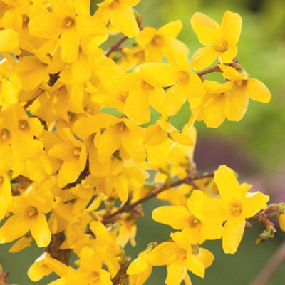 Plant Theory Week End Forsythia Outdoor Shrub Plant Forsythia X Intermedia 2L Pot from B&Q