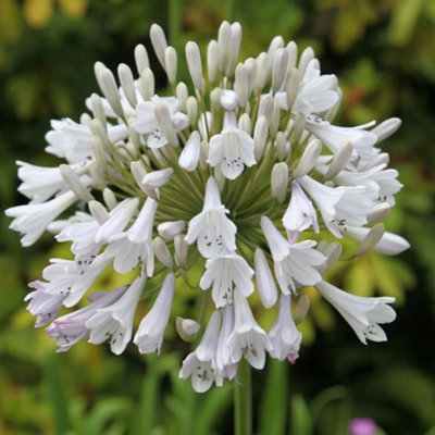 Plant Theory Windsor Grey African Lily Perennials Flowering Plants Agapanthus 2L Pot from B&Q