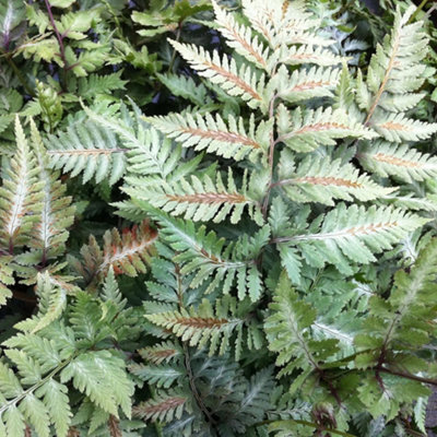 Primrose Athyrium Niponicum Metallicum Painted Fern 9Cm Pot from B&Q