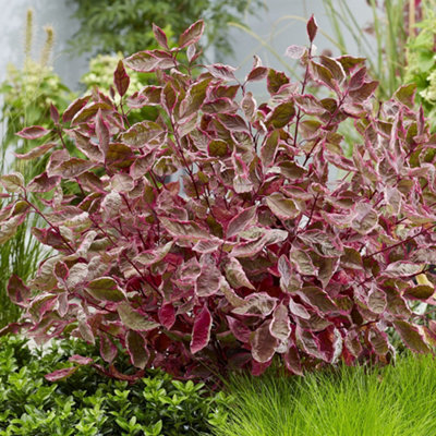Primrose Cornus Alba Miracle Dogwood 2 Litre Pot Shrub Plant from B&Q