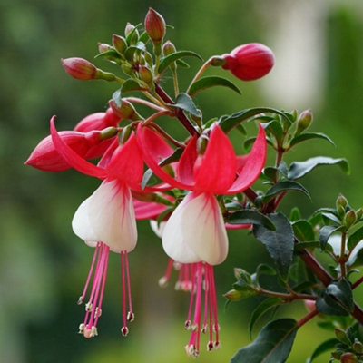 B&Q -  Snowcap Fuchsia Outdoor Shrub Plant Fuchsia Flowering Garden Plants 2L Pot