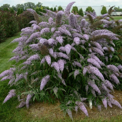 B&Q -  Grand Cascade Butterfly Bush Shrub Plant Buddleja Davidii 2L Pot