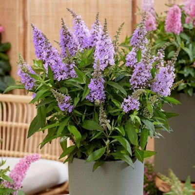Plant Theory Little Lila Butterfly Bush Outdoor Shrub Plant Buddleja 2L Pot from B&Q