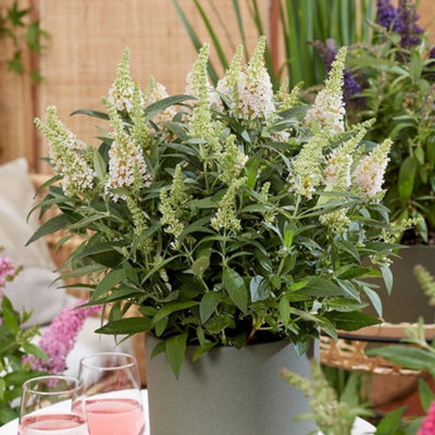 Plant Theory Little White Butterfly Bush Outdoor Shrub Plant Buddleja 2L Pot from B&Q