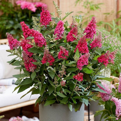 Plant Theory Little Ruby Butterfly Bush Outdoor Shrub Plant Buddleja 2L Pot from B&Q