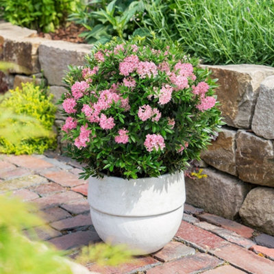 Plant Theory Bloombux Outdoor Shrub Plant Rhododendron 2L Pot Magenta