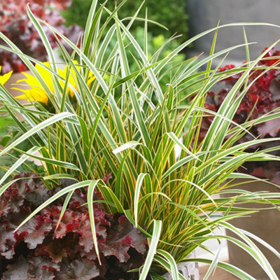 Plant Theory Everglow Sedge Grass Carex Morrowii Boott Outdoor Ornamental Plant 2L Pot from B&Q