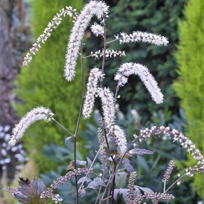 Primrose Actaea Queen Of Sheba Baneberry 9Cm Pot Perennial Plant from B&Q