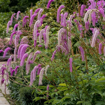 Plant Theory Lilac Squirrel Burnet Perennials Flowering Plant Sanguisorba Hakusanensis 2L Pot from B&Q
