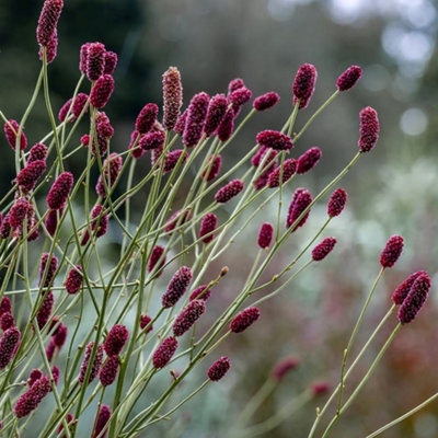 Primrose Sanguisorba Cangshan Cranberry Burnet 9Cm Pot Perennial Plant from B&Q