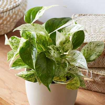 Primrose Epipremnum Pinnatum Marble Queen Devil's Ivy 13Cm Pot 15Cm Tall Foliage House Plants from B&Q