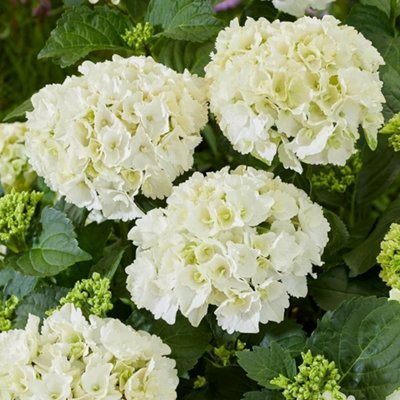Plant Theory White Mophead Hydrangea Shrub Plant Hydrangea Macrophylla 2L Pot from B&Q