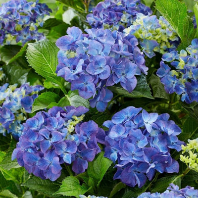 Plant Theory Blue Mophead Hydrangea Shrub Plant Hydrangea Macrophylla 2L Pot from B&Q