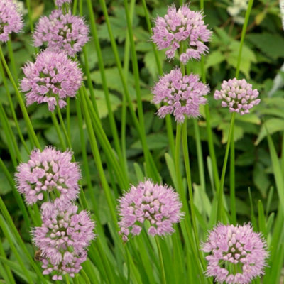 Plant Theory Summer Beauty Dutch Garlic Ornamental Onion Perennials Plants Allium 2L Pot from B&Q