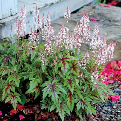Primrose Tiarella Sugar And Spice Foam Flower 9Cm Pot Perennial Plant from B&Q